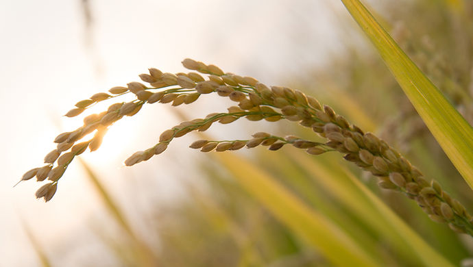 沪郊新大米&ldquo;卖品牌&rdquo;:从种得好转型卖得好 