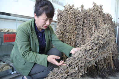 “金豆娘娘”:伴豆一生,为中国大豆“争气”