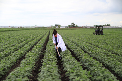 “金豆娘娘”:伴豆一生,为中国大豆“争气”