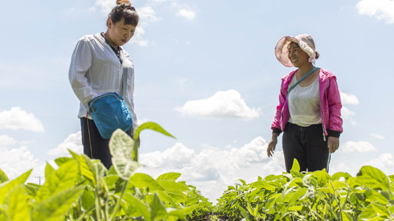 “金豆娘娘”:伴豆一生,为中国大豆“争气”
