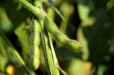 “金豆娘娘”:伴豆一生,为中国大豆“争气”