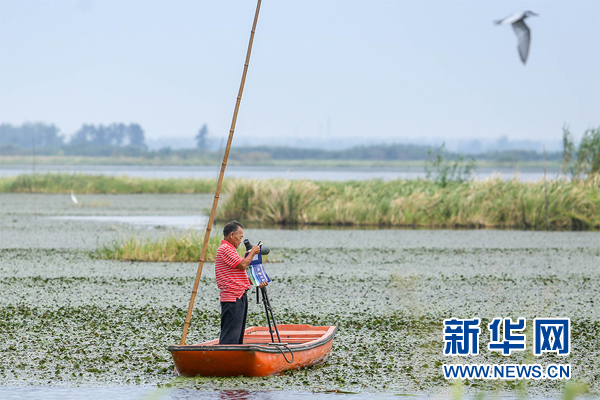 洪湖深处护鸟人