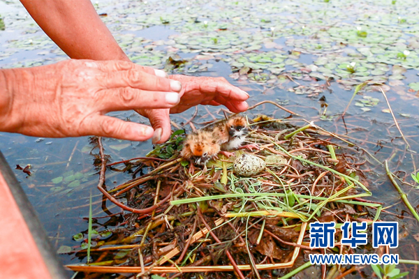 洪湖深处护鸟人