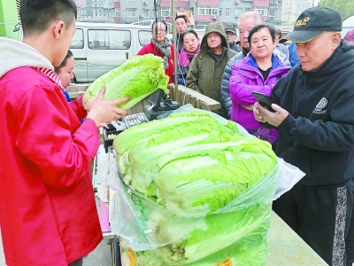 冬储大白菜每天卖出6000斤