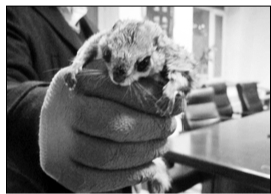 飞鼠成&ldquo;新晋网红&rdquo; 背后黑色猎售利益链曝光