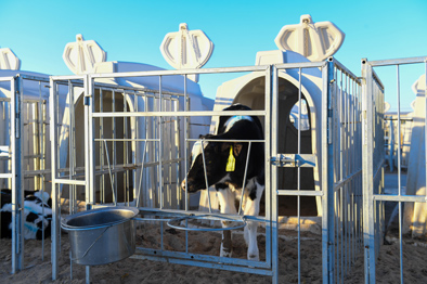 &ldquo;天赋河套&rdquo;:政府搭公用品牌,助民企做大做强