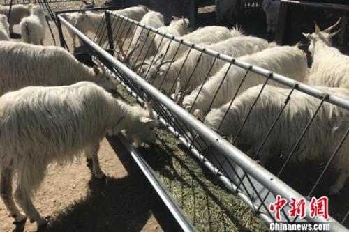 “羊贵妃”来了!还能好好吃火锅、喝羊汤吗?