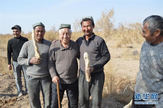 &ldquo;刘红柳&rdquo; 一辈子大漠扎根种树