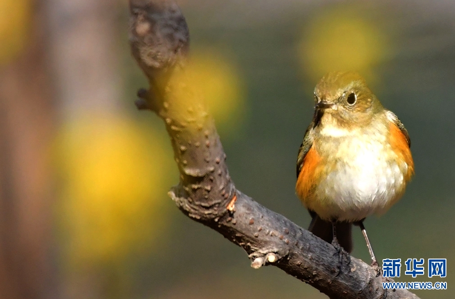 河南洛阳：腊梅花开鸟儿跳