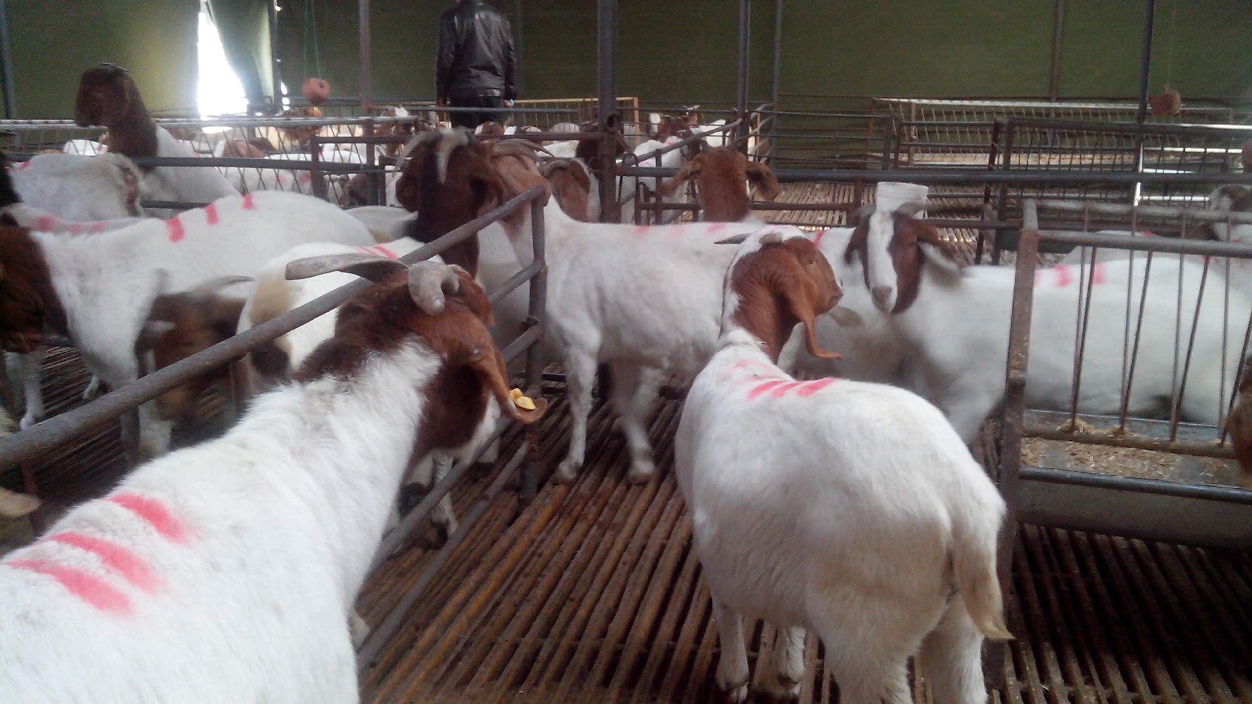 羊肉价格创新高 专家建议：已到高位 谨慎补栏