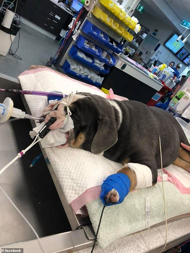 小狗身患急症仅剩三成存活率 主人耗尽积蓄为爱犬治病