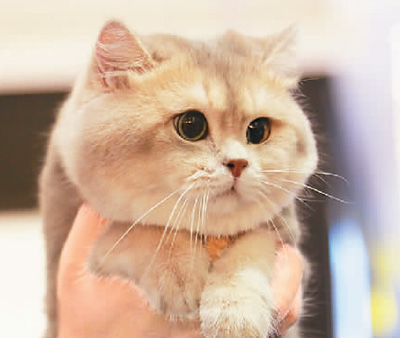 互联网催热&ldquo;宠物经济&rdquo;