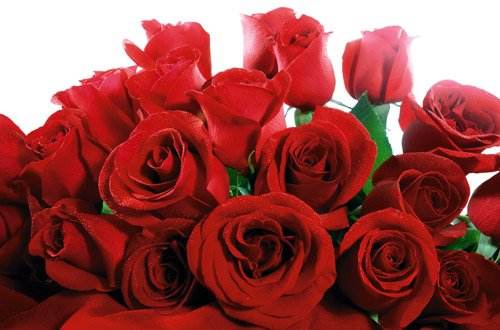 199元买了恋爱险 3年后获赔万朵玫瑰