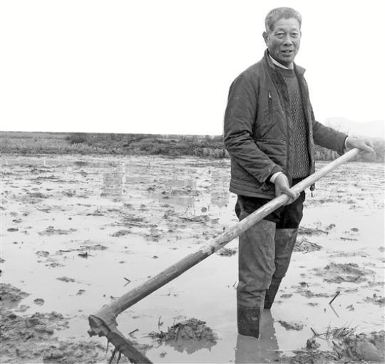 66岁&ldquo;稻痴&rdquo;：土地不可辜负