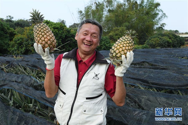 高雄&ldquo;凤梨达人&rdquo;的凤梨经