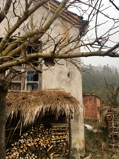 长江流域有条&ldquo;烧柴带&rdquo;,珍稀植物也成了&ldquo;柴&rdquo;