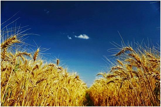 &ldquo;田把式&rdquo;春耕尝&ldquo;鲜&rdquo;记