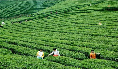 消费者识品类不知品牌     