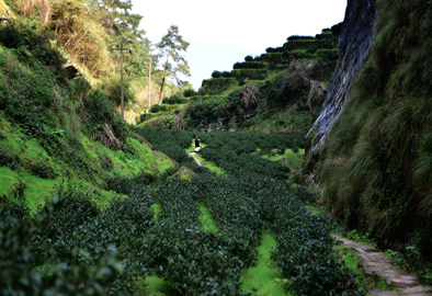大众茶变身&ldquo;大师茶&rdquo;价格竟然翻了十几倍 