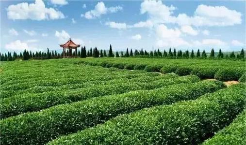 茶树：一路向北 