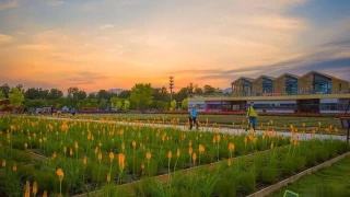 世园会将推出国内首部植物类纪录片