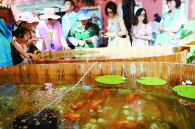 200条宫廷金鱼故宫畅游