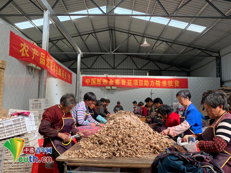 金寨的村&ldquo;菇&rdquo;不愁嫁