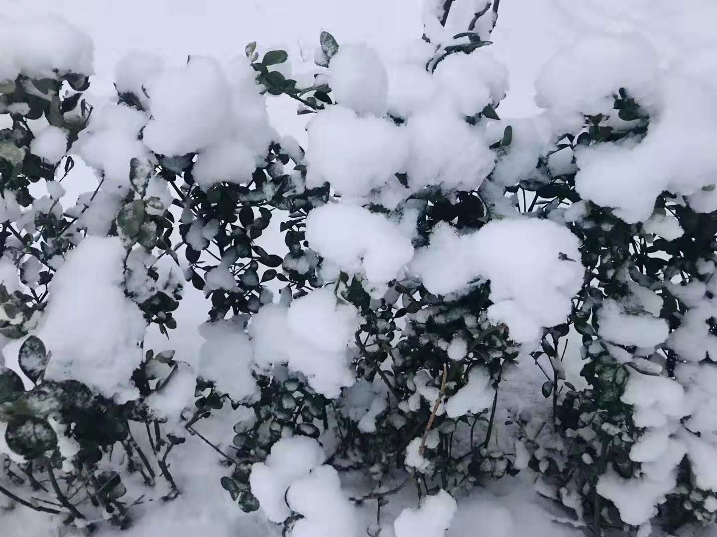 北京迎2020首场降雪 国家品牌网 恰逢小寒节气全国大范围普迎降雪 瑞雪兆丰年