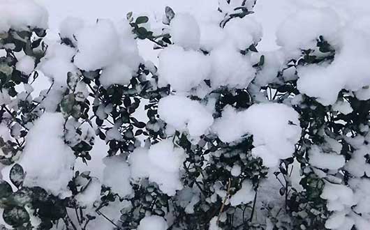 恰逢小寒节气  全国大范围普迎降雪 瑞雪兆丰年