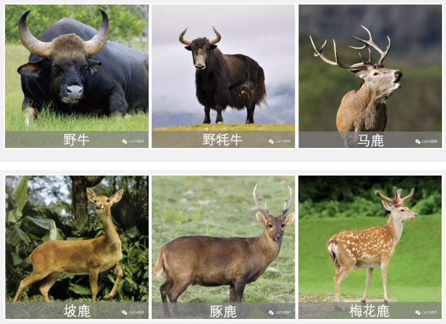 再遇“野味”招待请慎重