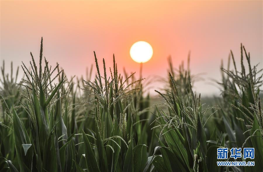 让百姓吃得饱还要吃得好   国家品牌网