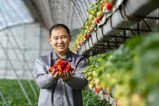 新农人马廷东:为草莓梦想而奋斗