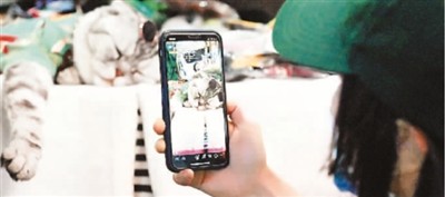 线上宠物经济崛起