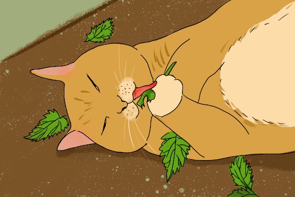 让猫痴迷的猫薄荷究竟是何物？ 