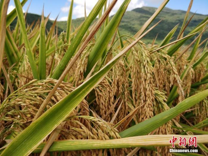 国际粮价暴涨,会影响中国人的“饭碗”吗? 国家品牌网