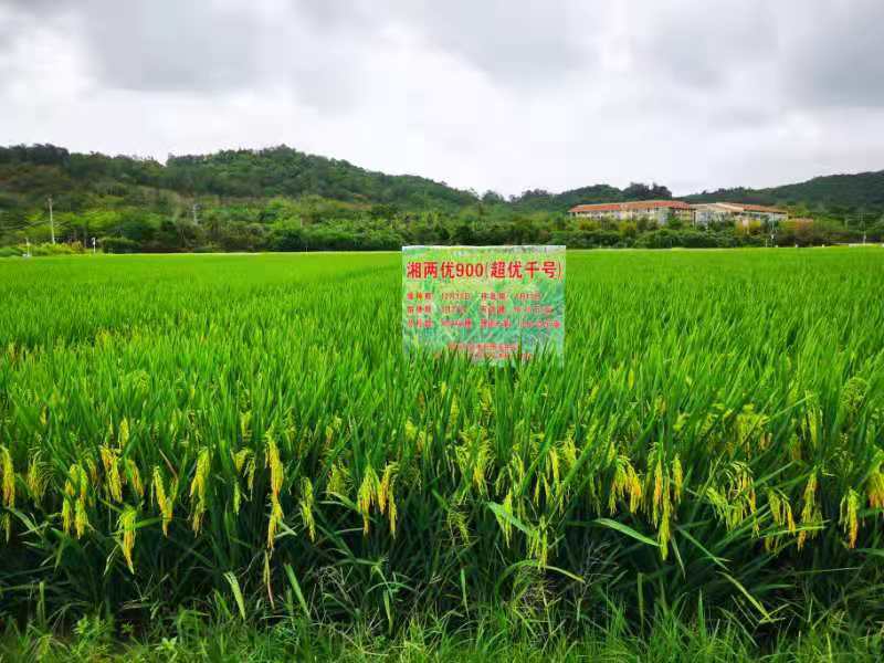 袁隆平超级稻实现热带地区亩产超1000公斤