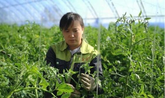 返乡创业大学生的示范效应：一名大学生改变一个村 