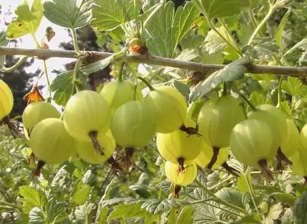 部分小众水果成功出圈，背后的秘诀何在？