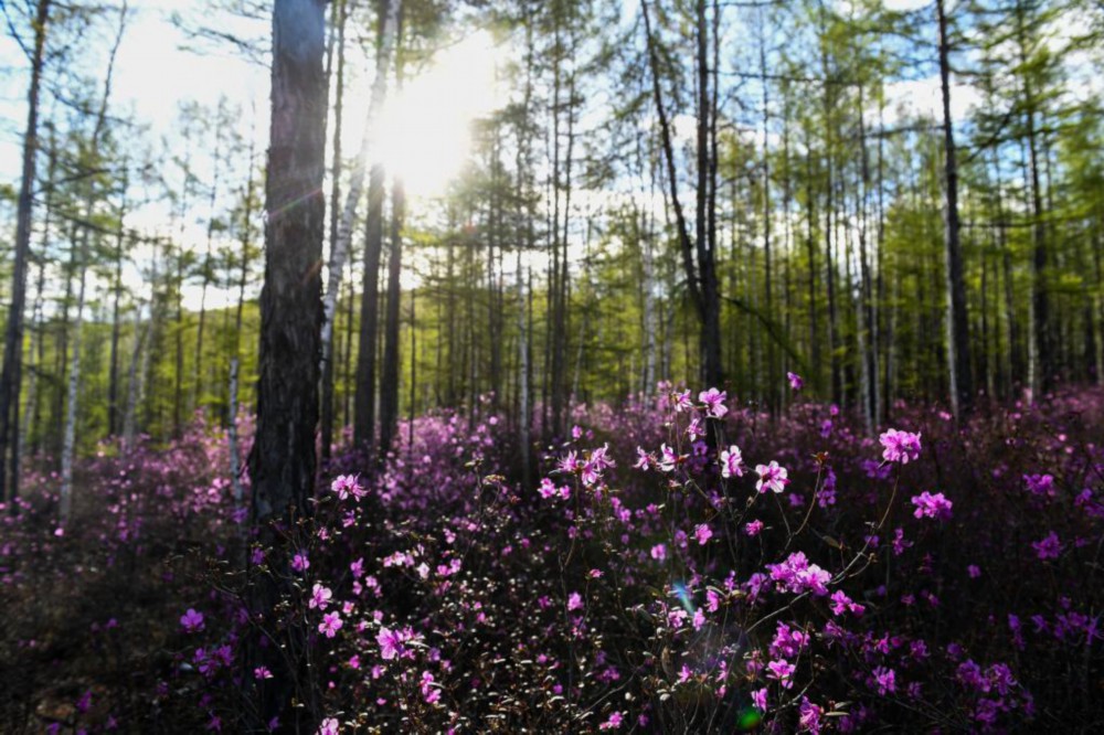 习近平生态文明思想造福中国光耀世界  国家品牌网