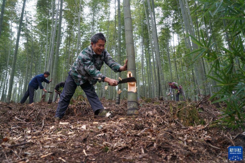 90后苗族女青年 竹酒“种”出致富路  国家品牌网