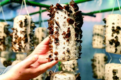 地理标志保护：看&ldquo;土字号&rdquo;变身经济发展&ldquo;金名片&rdquo; 