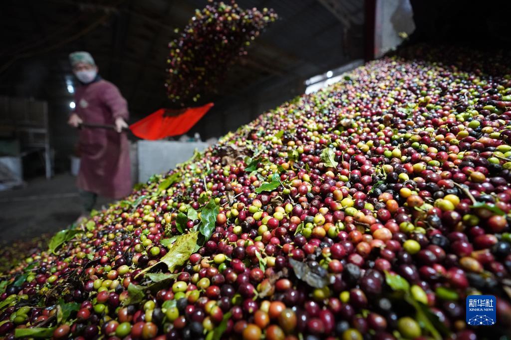 春来远山“魔豆”香——一杯咖啡里的山乡巨变 国家品牌网