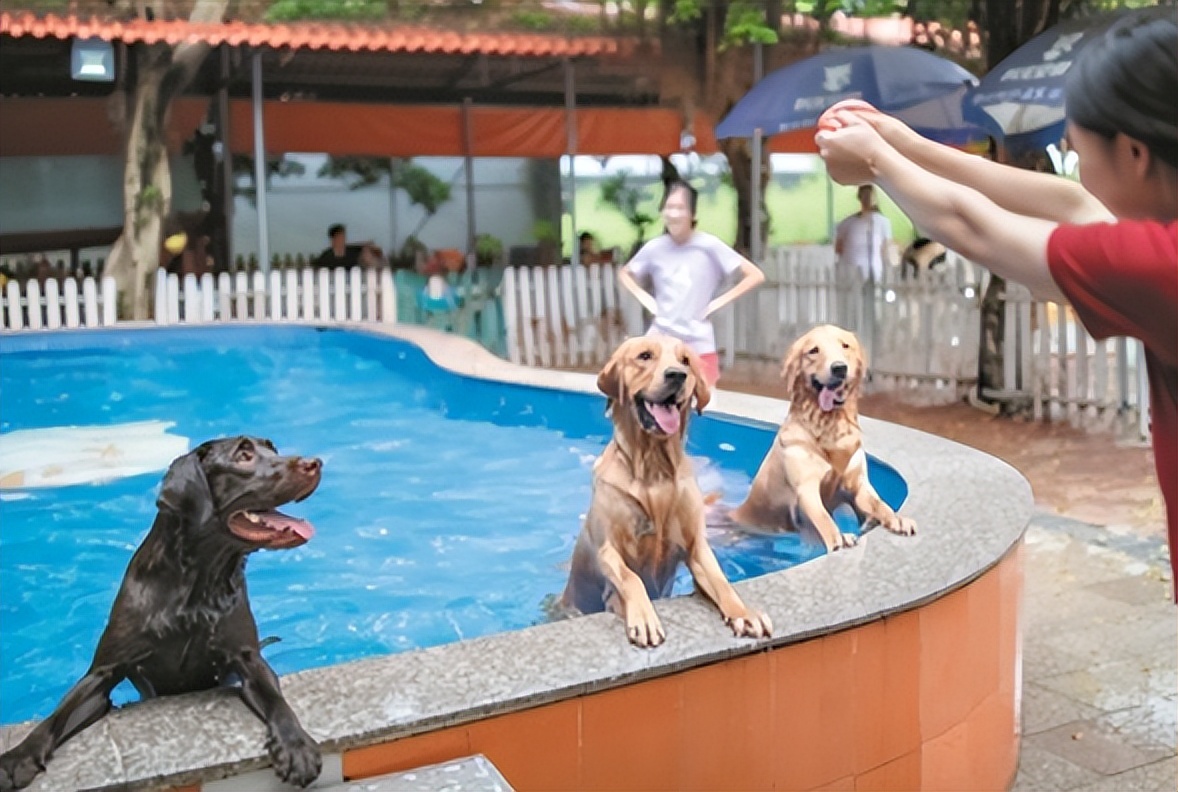 宠物学校、宠物保险&hellip;&hellip;千亿级&ldquo;它经济&rdquo;市场需监管