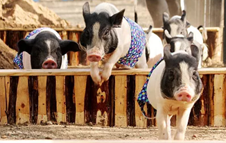 插上智能化翅膀　养猪变成什么样？