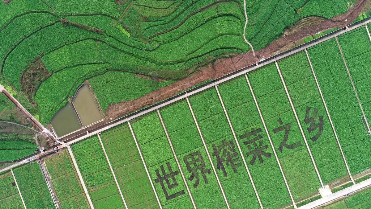 高质量发展调研行 | 智能化生产强力支撑 “国民下饭菜”产能提高近10倍