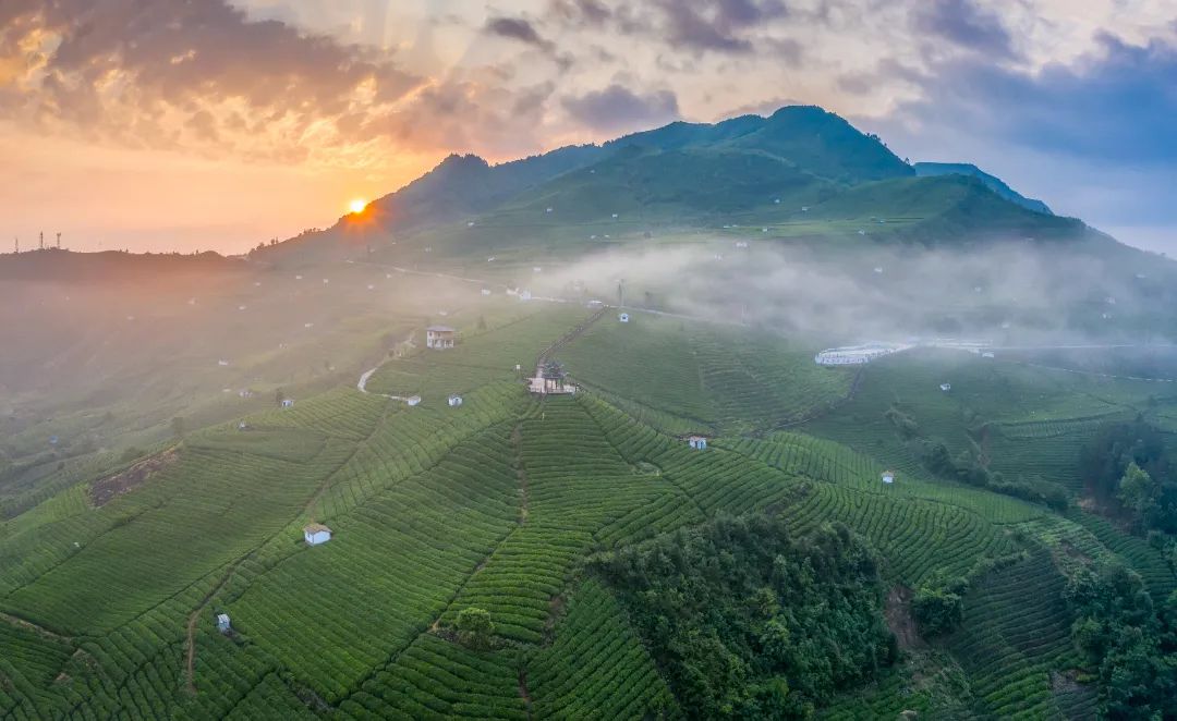 一叶兴一业 茶香富山乡 