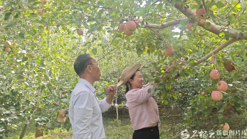 砥砺奋进七十载 天山南北谱华章丨&ldquo;糖心&rdquo;烙印背后：阿克苏苹果的产业升级之路