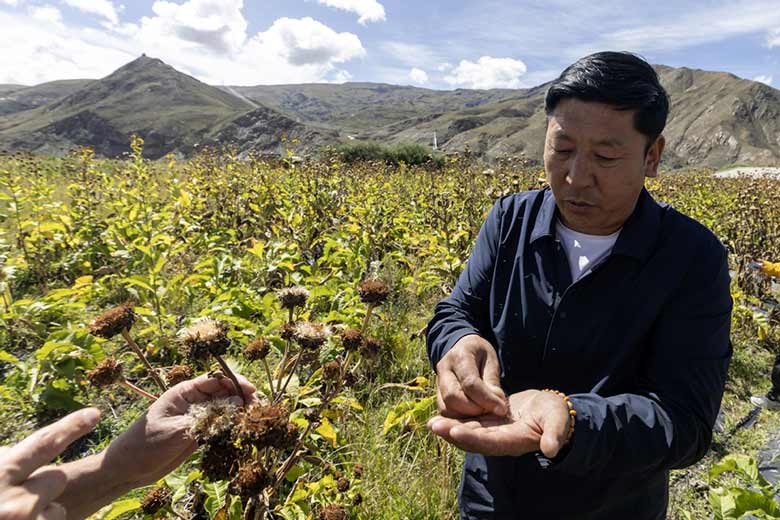 从一滴药浴到34亿元产值：传统藏医药走进现代生活