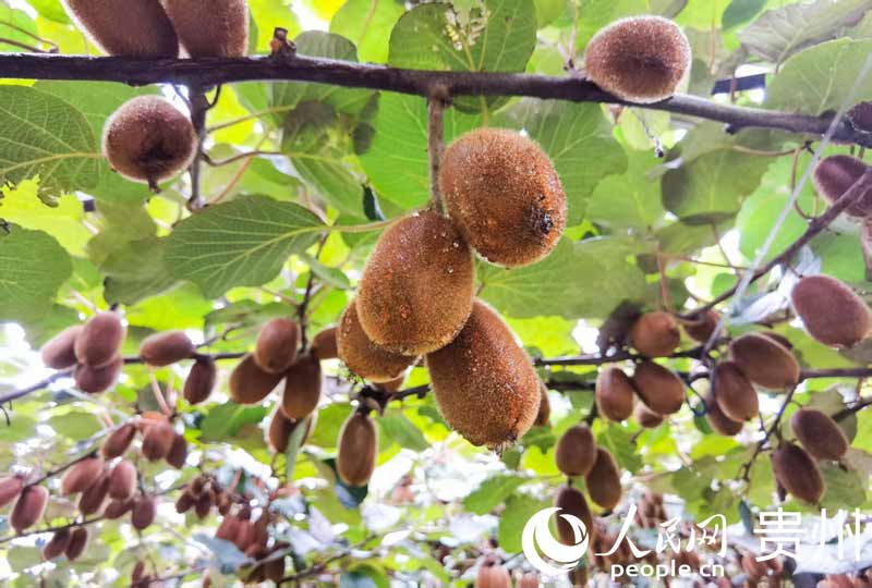 &ldquo;贵&rdquo;字号农产品何以走俏全国？