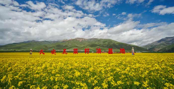 国民之选，冠领健康！&ldquo;长安花&rdquo;获得绿色食品菜籽油销量第一，解锁品质生活新范式